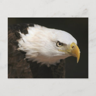 Kaal Eagle Briefkaart