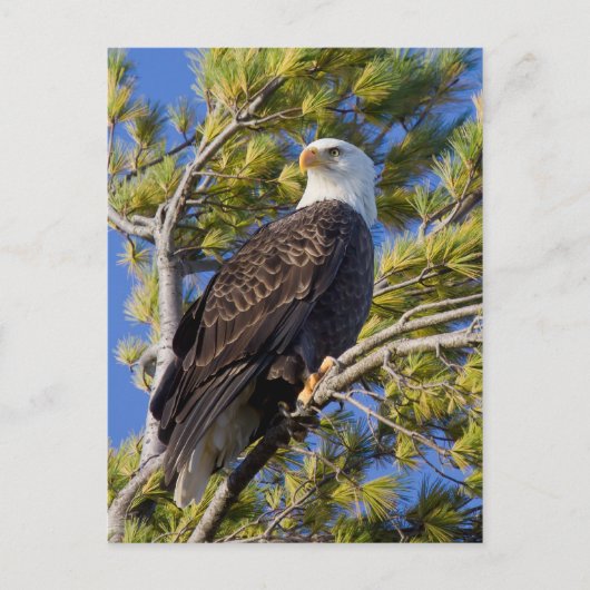 Kaal Eagle I Briefkaart (Voorkant)