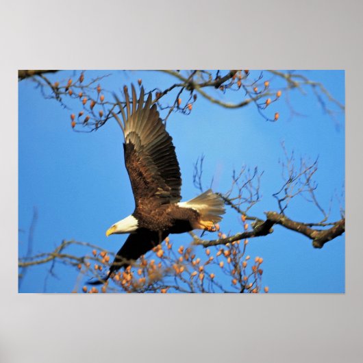 Kaal Eagle Poster (Voorkant)