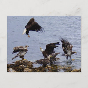 Kaal Eagles op het Strand, Eiland Unalaska Briefkaart
