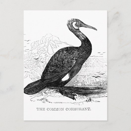 Kaalscholver  vogeltrek briefkaart (Voorkant)