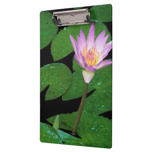 Kaap Blue Water Lily (Nymphaea Capensis) Klembord (Links)