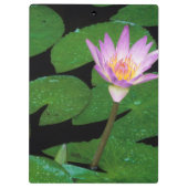 Kaap Blue Water Lily (Nymphaea Capensis) Klembord (Achterkant)