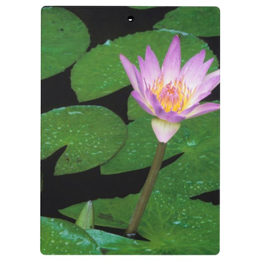 Kaap Blue Water Lily (Nymphaea Capensis) Klembord (Achterkant)