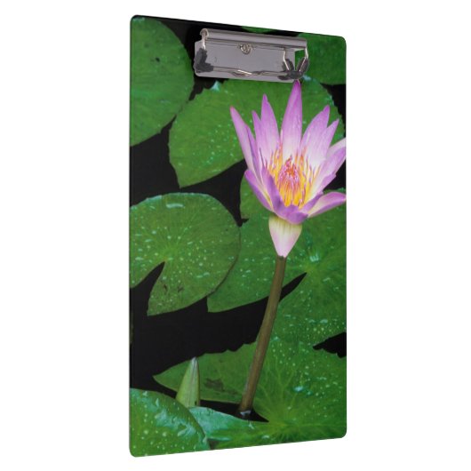 Kaap Blue Water Lily (Nymphaea Capensis) Klembord (Rechts)