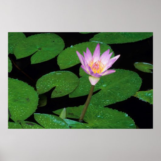 Kaap Blue Water Lily (Nymphaea Capensis) Poster (Voorkant)