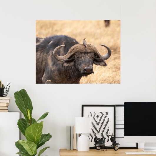 Kaap Buffalo met Egret – Masai Mara Safari Poste Poster (Thuiskantoor)
