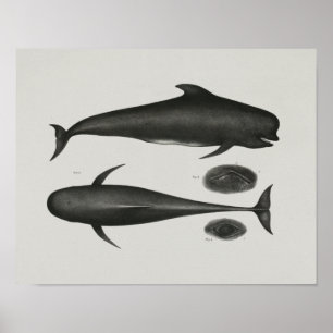 Kaap Pilot Whale  Print Marine Biology