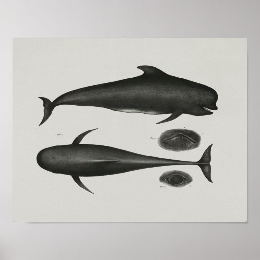 Kaap Pilot Whale Print Marine Biology (Voorkant)