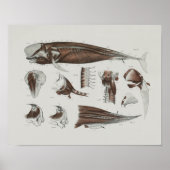 Kaap proefwalvisanatomie Druk mariene biologie af Poster (Voorkant)