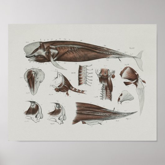 Kaap proefwalvisanatomie Druk mariene biologie af Poster (Voorkant)
