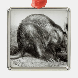 Kaapse Ant-Eater Metalen Ornament