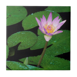 Kaapse Blauwe Waterlelie (Nymphaea Capensis) Tegeltje
