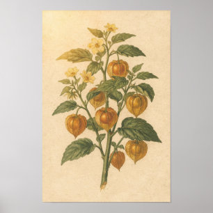 Kaapse kruisbes botanische studie 12 × 18 Poster