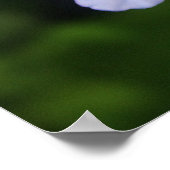 Kaapse plumbago poster (Hoek)