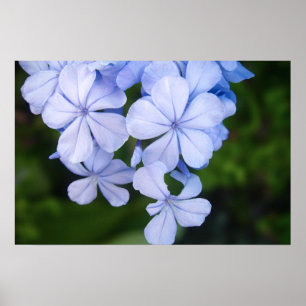 Kaapse plumbago poster