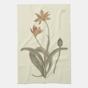 Kaapse Tulp Botanische Illustratie Theedoek