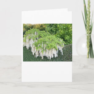 Kaart /Beauty/Wisteria/Tuin/Natuur/WhiteFlowers