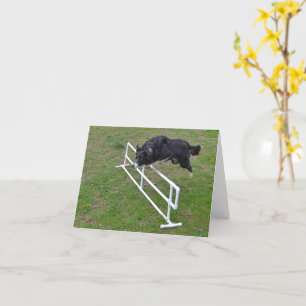 Kaart - Border Collie Jumping
