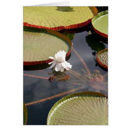 kaart - Giant Lilypads & White Water Lily