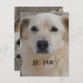 Kaart, Golden Retriver Briefkaart (Voorkant / Achterkant)