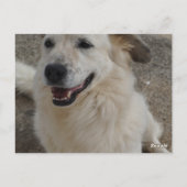 Kaart, Golden Retriver Briefkaart (Achterkant)