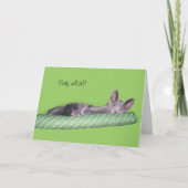 Kaart - Greeting - Gray kitten (Voorkant)