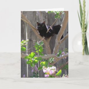 Kaart, groet - Kat in filialen Kaart