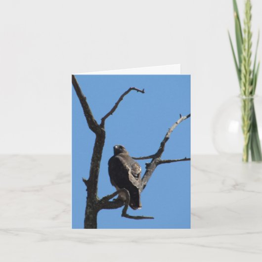 Kaart - Groet – Roofvogel (Voorkant)