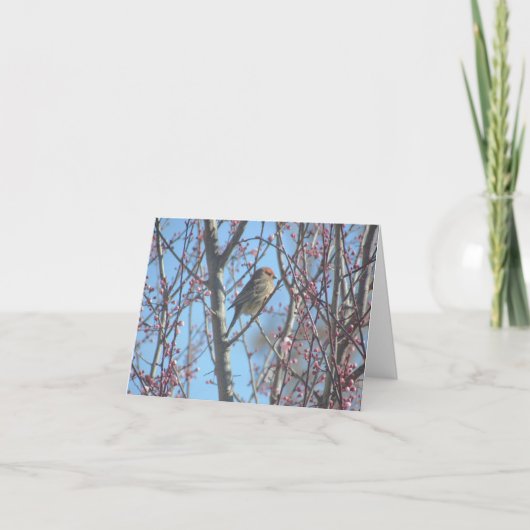 Kaart - Groet - Sparrow in Branches (Voorkant)
