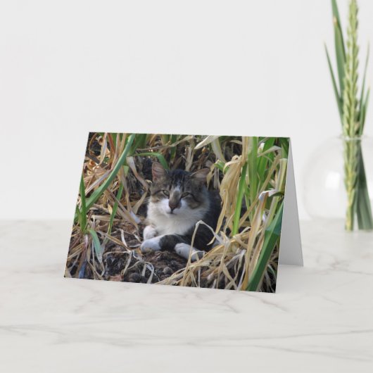 Kaart kat Aanmoediging (Voorkant)