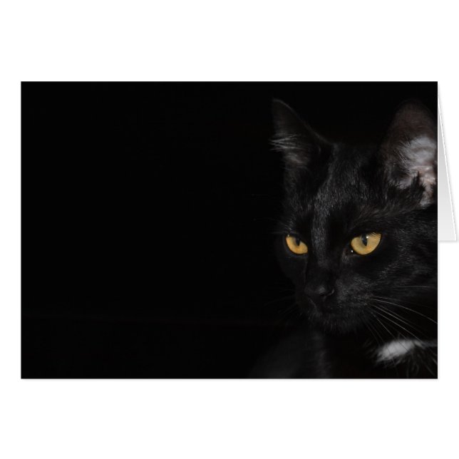 Kaart - Kat - Spint (Voorkant Horizontaal)