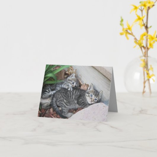 Kaart Kittens (Gele Bloem)