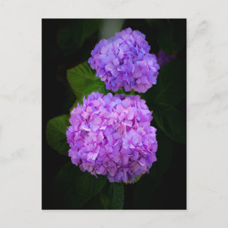 Kaart met een foto van mooie paars rose hortensia