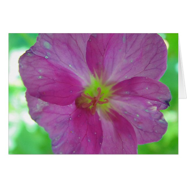 Kaart met roze gele game bloom, in blanco (Voorkant Horizontaal)