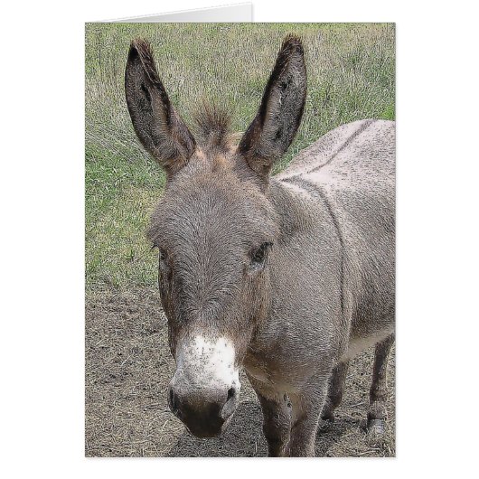 kaart - Mini-Donkey (Voorkant)