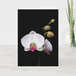 Kaart "Phalaenopsis"