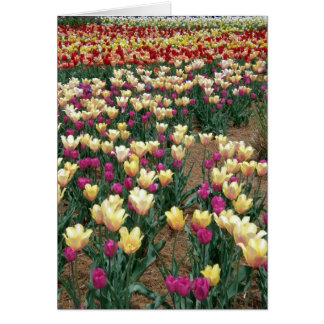 kaart - Rijen van meerkleurige Tulpen