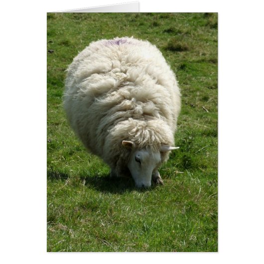 Kaart schapen (Voorkant)