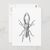  kaart ter illustratie van de kever (Voorkant / Achterkant)