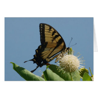 Kaart - tijger op Buttonbush