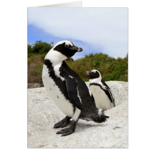 Kaart van Afrikaanse pinguïns