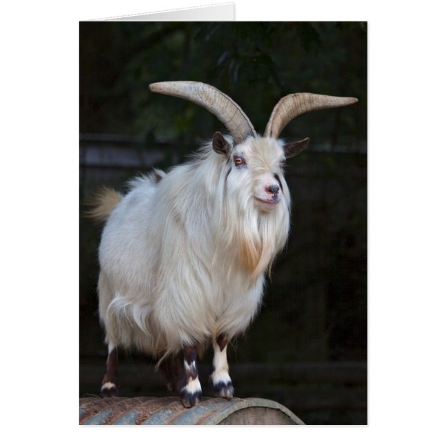 Kaart van Afrikaanse Pygmy Goat (Voorkant)