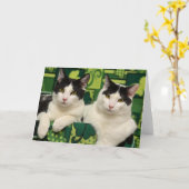 Kaart van de Broers van de Redding van de Kat van (Gele Bloem)