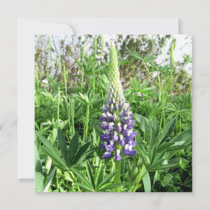 Kaart van de Franse tuin Lupine