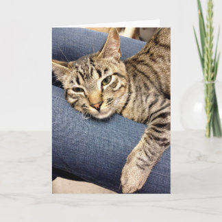 Kaart van de Gestreepte kat van de Redding van de