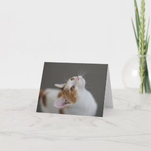 Kaart van de Nota van de kat de Lege door Nadruk