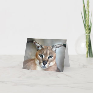 Kaart van de Nota van de Kat van Caracal de Wilde