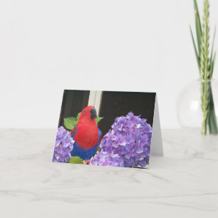Kaart van de Nota van Eclectus de Kleine