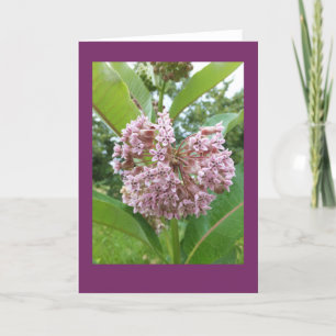 Kaart van de Nota van Milkweed de Lege